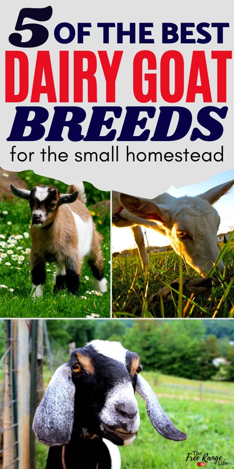 Milking Goats Breeds, Goat Farming Ideas, Dairy Goat Breeds, Goat Fencing, Cottage Homestead, Goat Life, Goat Fence, Milk Goats, Goat Breeds