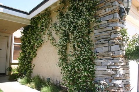 Greener Designs: How To Care For Star Jasmine (Trachelospermum jasminoides) Jasmine Shrub, Star Jasmine Trellis, Star Jasmine Vine, Fast Growing Vines, Trachelospermum Jasminoides, Jasmine Vine, Jasmine Star, 1st House, House Star