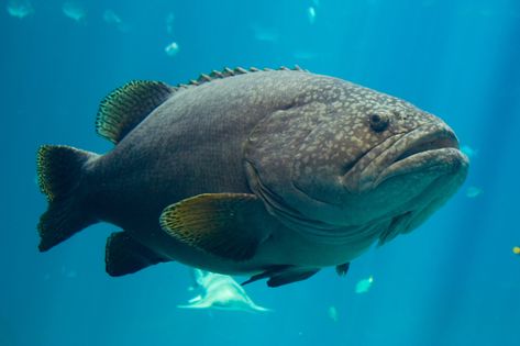 Grouper Fish Side View, Fish Sides, Grouper Fish, Water Creatures, Reference Pics, Anime Scenery Wallpaper, Scenery Wallpaper, Anime Scenery, Side View