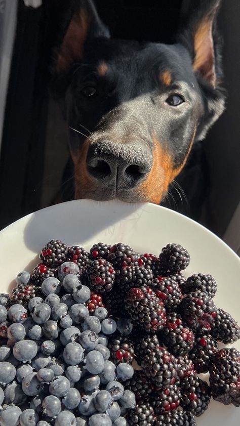 Beauceron Dog Aesthetic, Pet Aesthetic Dog, Doberman Dogs Aesthetic, Beauceron Aesthetic, Doberman Aesthetic, Aesthetic Fruits, Beauceron Dog, Fruit Blueberry, Aesthetic Fruit