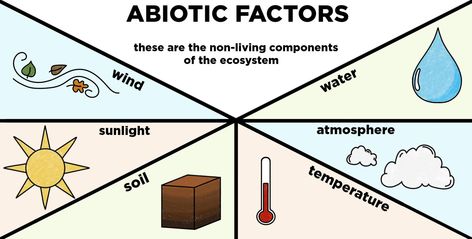 Abiotic Factors, Agriculture Facts, Pokemon Facts, Physics Facts, Human Body Facts, Facts About People, Writing Template, Science Fact, Biology Facts