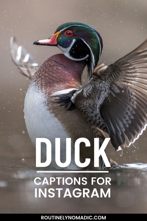 Bird flapping wings with words duck captions for Instagram Duck Quotes, Duck Photo, Funny Duck, Rubber Ducks, Quotes For Instagram, Baby Ducks, Captions For Instagram, Photo Caption, Funny Captions