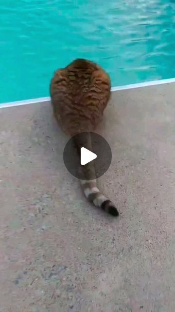 Petamins on Instagram: "see the best scary in the world 😅  #pets #shorts #cat #cute #love #dog #funny #reels #best #memes #bag #virtual #clips #jeans #tell #no   Dm for credit or removal." Funny Animal Clips, Baby Animal Videos, Scary Cat, Animal Antics, Kitten Love, Bad Cats, Dog Funny, Cat Cute, Cute Wild Animals