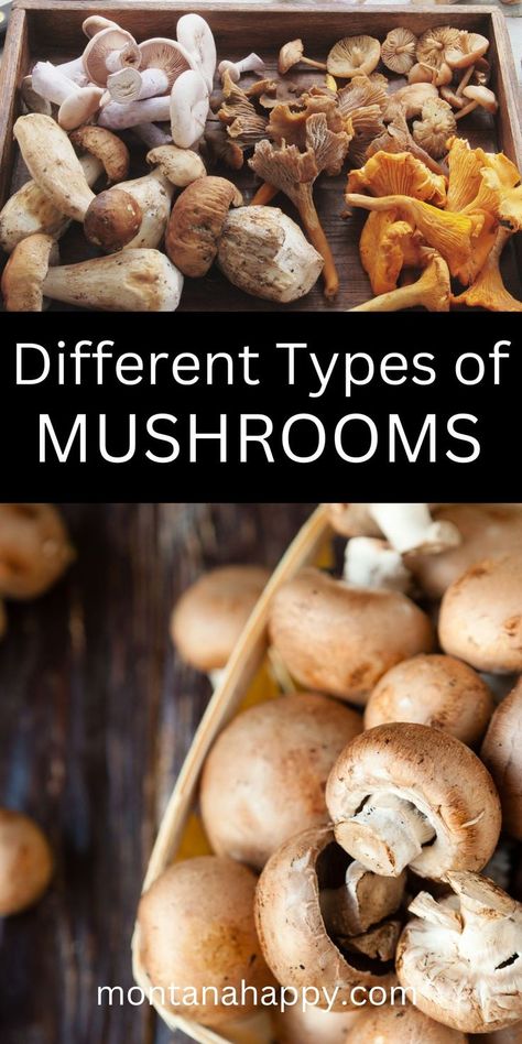 Two pictures of mushrooms. One a tray of wild mushrooms and a basket of cremini mushrooms. Become Vegetarian, How To Clean Mushrooms, How To Store Mushrooms, Different Types Of Mushrooms, Types Of Mushrooms, Hungarian Mushroom Soup, Health Benefits Of Mushrooms, Diet Protein, Mushroom Varieties