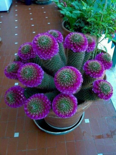 Learn how to make your Cactus to bloom and produce beautiful flowers. #cactus #succulentarrangements #succulentflowers Kaktus Dan Sukulen, نباتات منزلية, Blooming Cactus, Succulent Garden Diy, Succulent Gardening, Unusual Plants, Unusual Flowers, Cactus Flowers, Cactus Y Suculentas