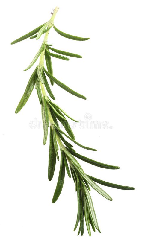 Rosemary sprig over white. A sprig of Rosemary officinalis, the herb used in coo #Sponsored , #AFFILIATE, #paid, #sprig, #coo, #herb, #Rosemary Rosemary Officinalis, Rosemary Photography, Rosemary Illustration, How To Grow Rosemary, Grow Rosemary, Plant Bedroom, Plant Based Recipe, Rosemary Herb, Growing Rosemary