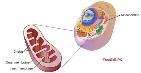 Mitochondria are membrane-bound organelles (mitochondria, singular) that produce most of the chemical energy needed to drive cell biochemical reactions. Animals Running, Cell Organelles, Mitochondrial Dna, Eukaryotic Cell, Chemical Energy, Plant Cell, Chronic Fatigue, Biology, Disease