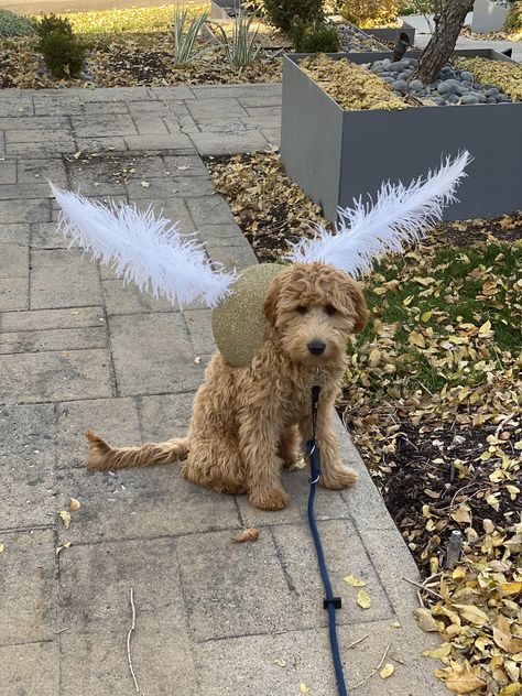 Golden Snitch Dog Costume, Harry Potter Family Costumes With Dog, Golden Snitch Costume, Snitch Costume, Harry Potter Dog Costume, Cute Dog Halloween Costumes, Narnia Costumes, Harry Potter Dog, Costume For Dogs