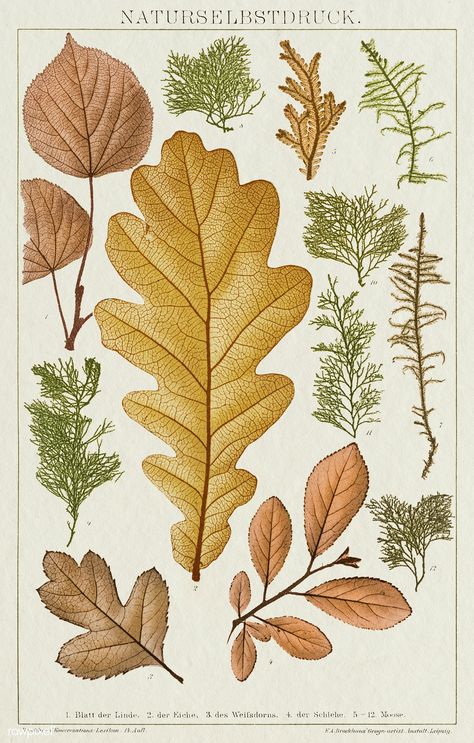 Various leaves vintage wall art print poster design remix from original artwork. | premium image by rawpixel.com / nunny Botanical Vintage Illustration, Monograph Design, Carved Mugs, Print Poster Design, Fall Botanicals, Illustration Botanique Vintage, Botanical Posters, Plants Vintage, Leaves Vintage