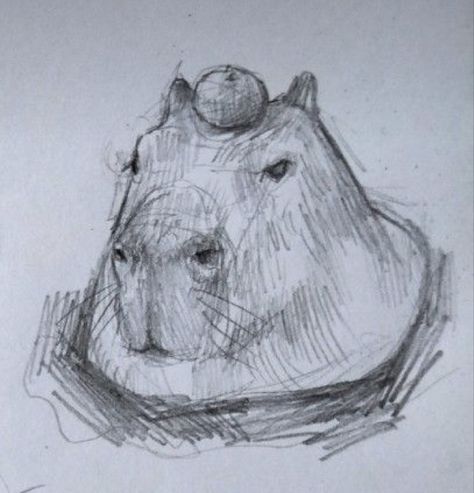 Capybara Drawing Realistic, How To Draw A Capybara, Kapibara Drawing, Capybara Drawing Art, Capybara Drawing Simple, Cute Animal Sketches Easy, Animal Sketches Realistic, Axolotl Sketch, Capybara Sketch