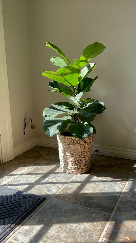 Aesthetic houseplant plants green gardening Fiddle Leaf Fig Tree, Plants Green, Fiddle Leaf, Fiddle Leaf Fig, Fig Tree, Green Garden, Fig, House Plants, Plants