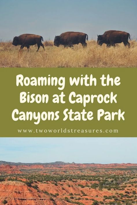 Roaming with the Bison at Caprock Canyons State Park & Trailway - TWO WORLDS TREASURES Caprock Canyon, Caprock Canyon State Park, Packing Wardrobe, Texas State Parks, Texas Panhandle, Texas Places, Camping Destinations, Camping Area, Two Worlds