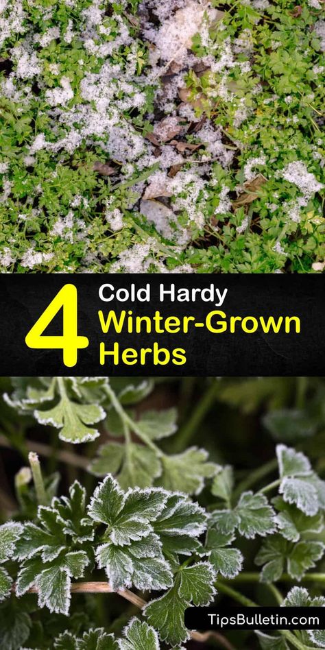 Winter Herbs, Sorrel Plant, Potatoes Growing, Herbs To Plant, Growing Oregano, Benefits Of Vegetables, Cold Climate Gardening, Herbs Medicinal, Winter Sowing