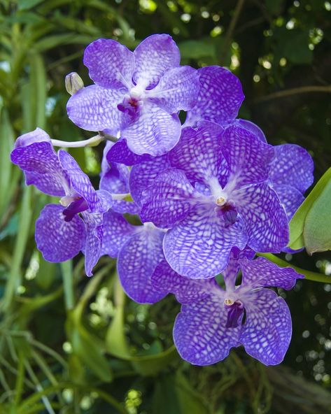 purple vanda orchids Miltonia Orchid, Easiest Flowers To Grow, Oncidium Orchids, Orchid Varieties, Vanda Orchids, Types Of Orchids, Cattleya Orchid, Growing Orchids, Dendrobium Orchids