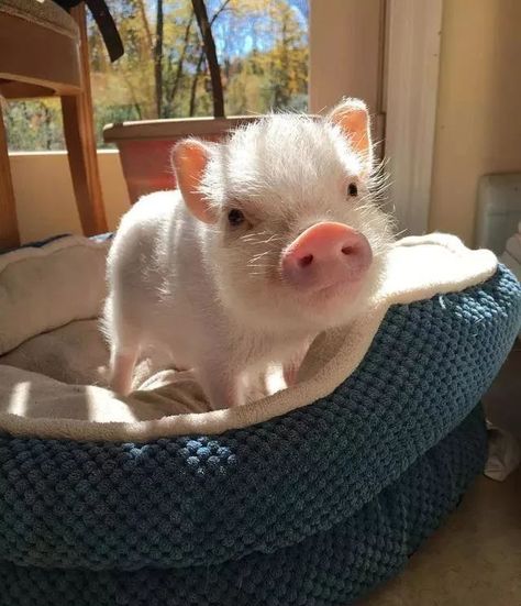 Teacup Pig, Cute Piglets, Cute Piggies, Pet Pigs, Baby Animals Pictures, Baby Pigs, Baby Animals Funny