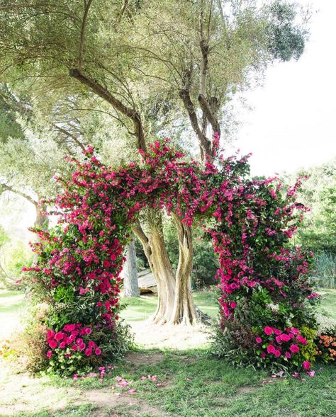 Bougainvillea Landscaping, Bouganvilla Landscaping, Bougainvillea Hedge, Bougainvillea Arch, Bougainvillea Aesthetic, Flower Bougainvillea, Bougainvillea Care, Rose Wedding Decorations, Garden Hedges