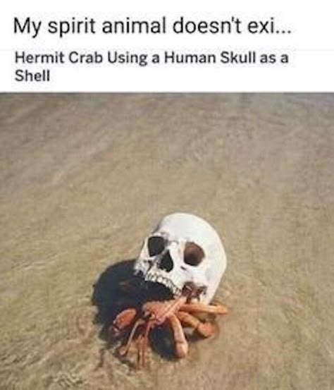 Hermit Crab, Funny Animal Jokes, 웃긴 사진, My Spirit Animal, Silly Animals, Animal Jokes, Really Funny Pictures, Really Funny Memes, Animal Memes