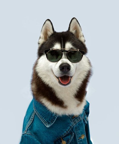 Dog Wearing Sunglasses, Subwoofer Amplifier, Dog Food Brands, Home Theater Speakers, Cute Dog Pictures, Adorable Dogs, Wearing Sunglasses, My Pet, Dog Wear