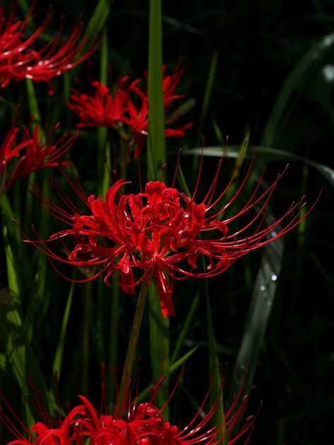 Tokyo Ghoul Flower, Red Spider Lily, Goth Garden, Spider Lily, Red Spider, Gothic Garden, Oopsy Daisy, Spider Art, Dark Flowers