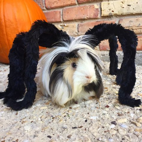 Guinea Pig Halloween Costumes, Pig Costume Diy, Pig Halloween Costume, Guinea Pig Costumes, Guinea Pig Diy, Pig Halloween, Pig Costumes, Pig Dress, Spider Costume