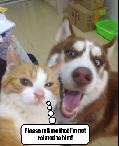 He's Just Too Goofy! The Meta Picture, Funny Animals With Captions, What Cat, Cat Selfie, Funny Cats And Dogs, Funny Dog Pictures, Funny Captions, Funny Cat Videos, Funny Animal Pictures