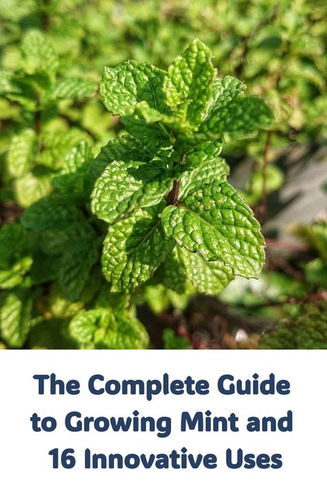 Growing mint is a rewarding endeavor that brings a wealth of benefits to your garden and home. This hardy herb is known for its rapid growth and refreshing aroma. In this article, we will cover the basics of growing mint, ensuring you can cultivate it successfully. Additionally, we will explore 16 different ways to use mint, from culinary delights to natural health remedies. Discover how to make the most of this versatile herb in your everyday life. How To Grow Mint, Grow Mint, Mint Plant, Growing Mint, Mint Yogurt, Planting Tips, Lamb Dishes, Mint Sauce, Mint Plants