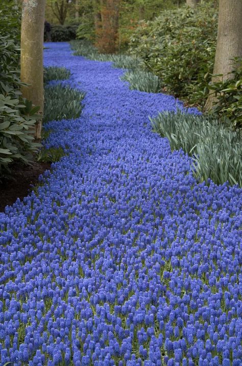 Blue Hyacinth Aesthetic, Blue Hyacinth Flower, Muscari Armeniacum, Hyacinths Garden, Woodland Wonderland, Blue Hyacinth, Grape Hyacinth, Hyacinth Flowers, Nice Flowers