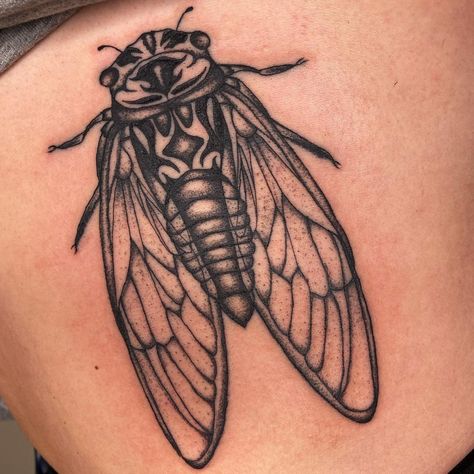 American Traditional Cicada Tattoo, Cicada Tattoo Traditional, Curiosity Tattoo, Cicada Tattoo, Tattoo Perna, Natural Cycles, Beetle Tattoo, Cycles Of Life, Bug Tattoo