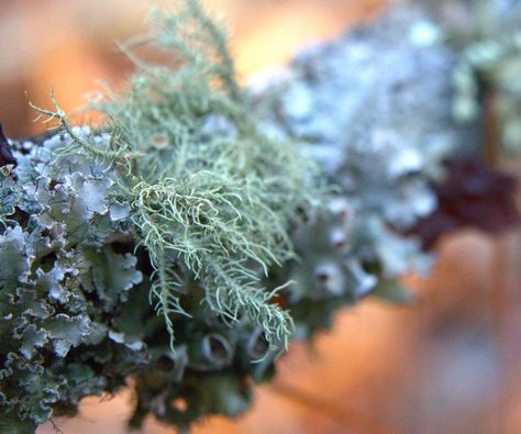 Making Usnea Tincture for a Healthy Homestead When SHTF Usnea Tincture Recipe, Usnea Tincture Benefits, Usnea Tincture, Usnea Lichen, Tincture Benefits, Wild Flower Garden, Tinctures Recipes, Wild Lettuce, Medicinal Herb