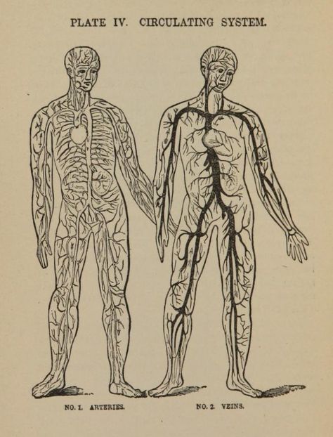 nemfrog - nemfrog: Plate IV. Circulating system. How to... Palm Springs Pool Party, Couching Embroidery, Brain Tattoo, Metaphysical Art, Z Tattoo, Systems Art, Occult Art, Anatomy Drawing, Medical Illustration