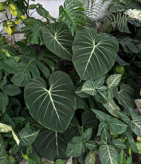 🪴 philodendron gloriosum dark form 🌿 Our online store on our bio. 🌏 Shipping worldwide 📌Certified live plants exporting company domiciled in Indonesia 📌Shipping with Phytosanitary Certificate (ALWAYS) 📌Safe transaction through Paypal or Indonesian local banks #philodendron #plants #plant #plantbased #plantlover #plantlife #plantlove #philodendrongloriosum #monstera #monsteradeliciosa #monsteramondays #aroids #tropicalplants #gardening #houseplant #indoorplants #outdoorplants Philodendron Gloriosum Dark Form, Philodendron Aesthetic, Lincoln Park Conservatory, Philodendron Gloriosum, Lincoln Park, Monstera Deliciosa, Outdoor Plants, Tropical Plants, Plant Life