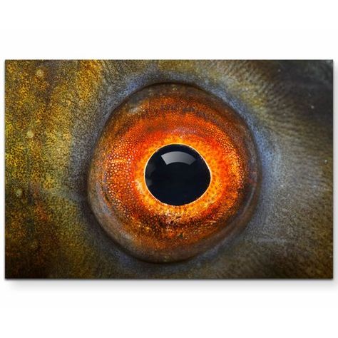 Close Up Fish Eye Photographic Print on Canvas East Urban Home Size: 120cm L x 80cm W Hypnotize Yourself, Sand Painting, Fish Eye, Fish Eye Lens, Colorful Fish, Fish Print, Photographic Art, An Animal, Vintage Advertisements