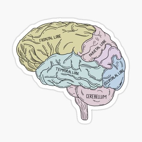 Nerves Of Brain Anatomy Stickers for Sale | Redbubble Brain Diagram Psychology, Psychology Stickers, Anatomy Stickers, Goodnotes Notes, Brain Diagram, Widgets Ideas, Medical Stickers, College Stickers, Brain Learning