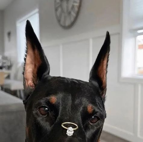 Doberman Protection, Doberman Pinchers, Doberman Love, Doberman Dog, Photo Ring, Aesthetic Life, Love Marriage, Vision Boards, Doberman Pinscher