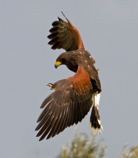 Hawk Wallpaper, Hawk Aesthetic, Hawk Photography, Hawk Wings, Harris Hawk, Aigle Royal, Wallpaper Animals, Raptors Bird, Hawk Bird