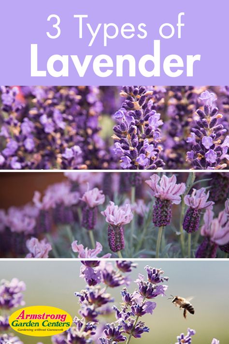 Lavender Rock Garden, Sweet Romance Lavender, English Lavender Landscaping, Spanish Lavender Plant, Landscaping Lavender, French Lavender Garden, Lavender Stuff, Lavender Farming, Types Of Lavender Plants