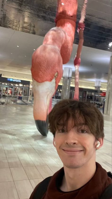 Albert Flamingo Funny, Albert Core, Flamingo Albert Pfp, Flamingo And Friends, Albert Aretz, Hot Youtubers, Flamingo Albert, Albert Flamingo, Yabba Dabba Doo