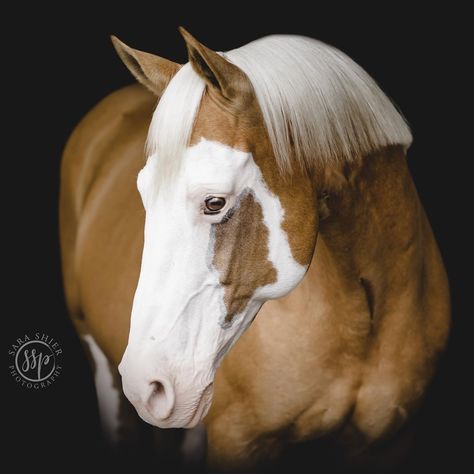 Interrupted Bald Face Unique Horse Face Markings, Bald Face Horse, Rare Horse Colors, Face Markings, Bald Face, Horse Markings, Reining Horses, Horse Colors, Pinto Horse