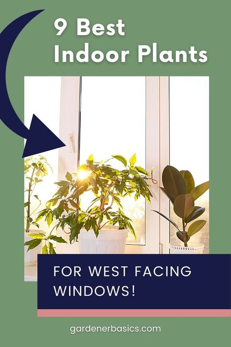 We've compiled a list of the best indoor plants that love bright, indirect light. West Window Indoor Plants, Bright Indirect Light Plants, Direct Light House Plants, West Facing Window Plants, Plants For West Facing Window, Indoor Tree Plants, Plants To Grow Indoors, Big Indoor Plants, Green Community