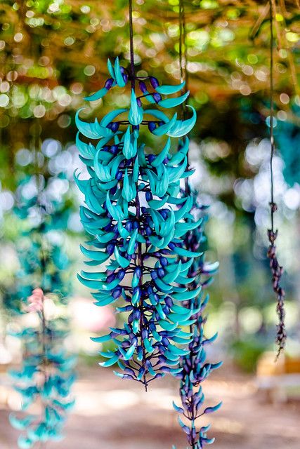 Jade Vine, Heart Leaf Philodendron, Ficus Pumila, Plants For Hanging Baskets, Growing Succulents, Trailing Plants, Fast Growing Plants, Unusual Plants, Unusual Flowers