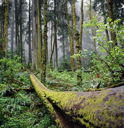 Silver Falls State Park, Explore Oregon, The Oregon Trail, Park Forest, Wild Country, Multnomah Falls, Temperate Rainforest, Washington Park, Oregon Trail