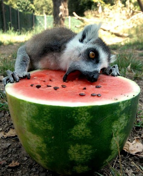 Is there anything better than watermelon on a humid day? Nom nom nom!  #Lemurs Animal Eating, Eating Watermelon, Cute Critters, Primates, Animal Friends, Animals Images, Animal Planet, Funny Animal Pictures, Amazing Animals