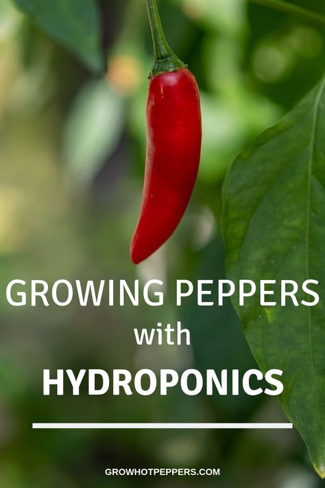 Chilli Farming, Hydro Garden, Hydroponic Gardening For Beginners, Growing Chillies, Aero Garden, Aeroponic Gardening, Indoor Hydroponic Gardening, Planting Fruit, Growing Hot Pepper