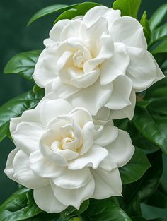 Gardenia Aesthetic, Gardenias Flower, Pretty Flowers Pictures, Gardenia Flower, Micro Photography, Medicinal Herbs Garden, Herbs Garden, Wallpaper Bible, Rose Gardens