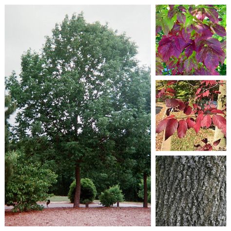 Fraxinus Americana, White Ash, Yard Design, Ash, Trees, Yard, Exterior, White, Design