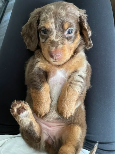 Long haired dachshund puppy Long-haired Daschund, Mini Dachshund Long Haired Dapple, Weenie Dogs Puppies, Long Hair Weiner Dogs, Dashchund Puppy Aesthetic, Mini Long Haired Dachshund Puppies, Dashund Puppy Aesthetic, Long Hair Dachshund Puppy, Long Hair Dauchand Puppy