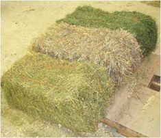 January Newsletter, Bales Of Hay, Horse Nutrition, Horse Hay, Equine Care, Equine Nutrition, Horse Food, Horse Care Tips, Horse Info