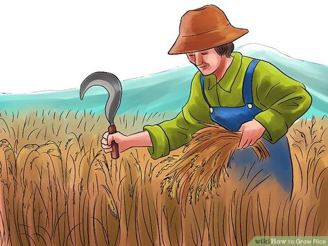 How to Grow Rice: 11 Steps (with Pictures) - wikiHow Growing Rice, Rice Crop, Rice Plant, Crop Insurance, Greenhouse Plants, Hanuman Pics, Green Background Video, Plant Science, Farm Art