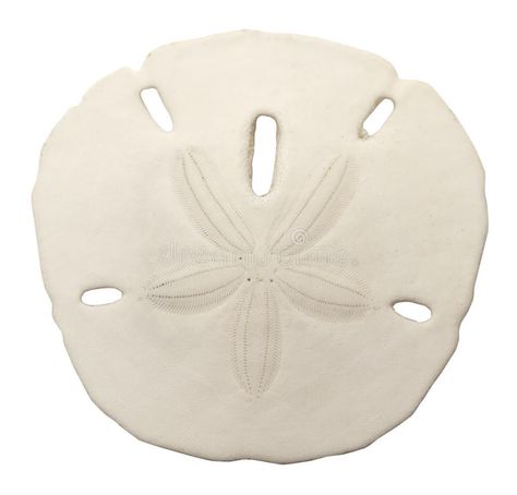 Sand Dollar. Round Star Sand Dollor of the Ocean Isolated on White Background #Sponsored , #Sponsored, #Paid, #Dollar, #Dollor, #White, #Star Beach Themed Wedding Decorations, Sand Dollar Art, Sand Dollar Ornament, Themed Wedding Decorations, Star Sand, Seashell Wedding, Bubble Paper, Wedding Sand, Themed Weddings