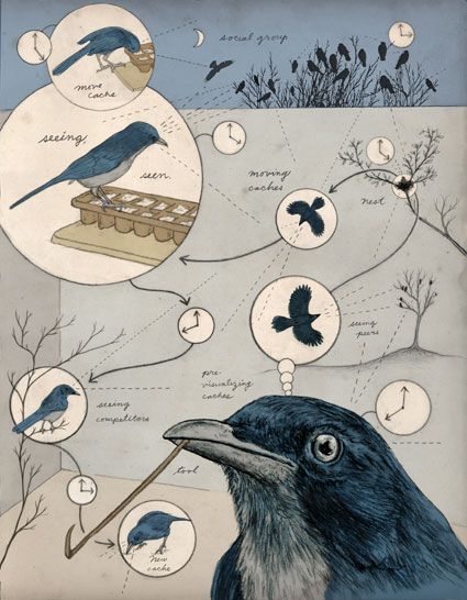 Bird Infographic, Ecosystem Illustration, Biological Illustration, Animal Infographic, Animal Intelligence, Bird Brain, Data Visualization Design, Infographic Poster, Architecture Concept Drawings